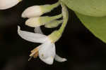 American snowbell